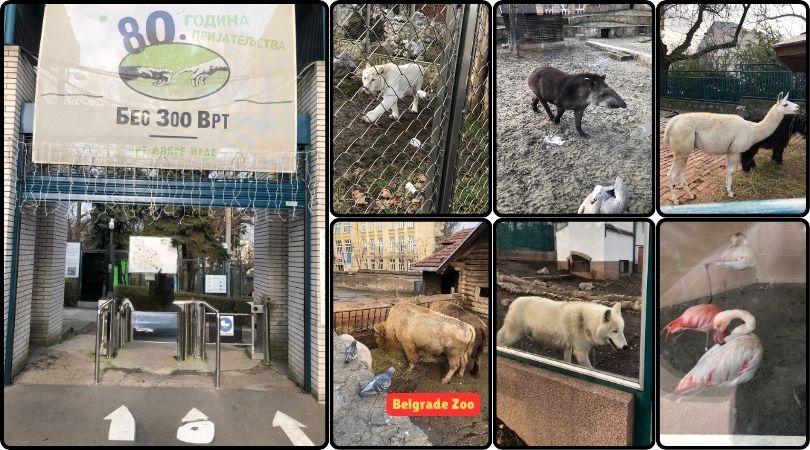 The Belgrade Zoo entrance, featuring vibrant greenery and animal exhibits, inviting visitors to explore.